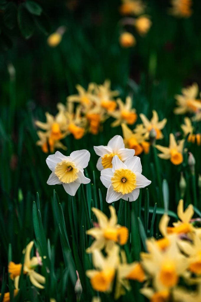 10 maneras de celebrar el Ostara