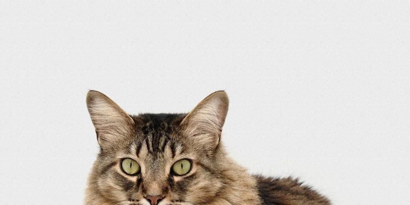 aromaterapia para gatos