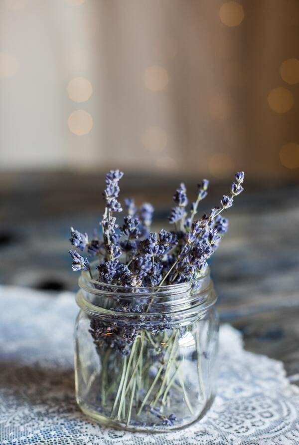 aromaterapia para gatos lavanda