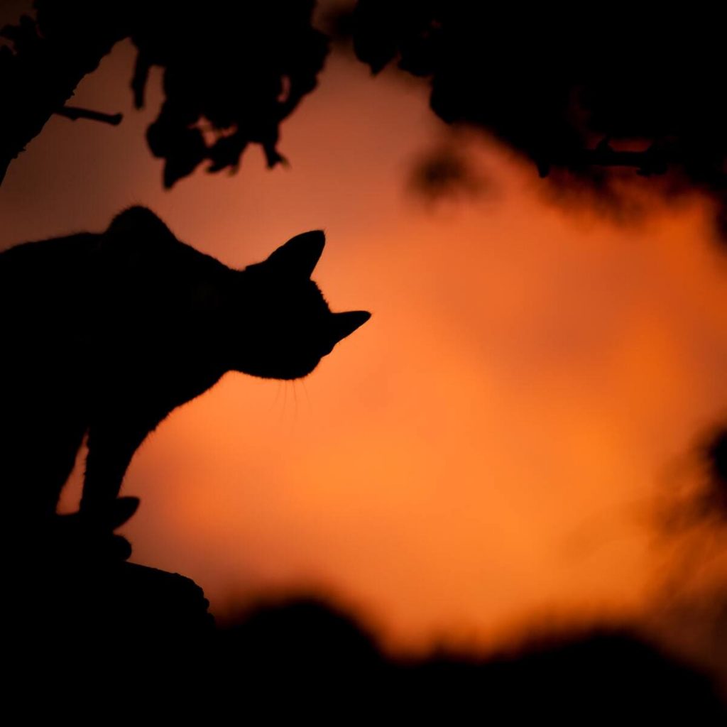 gato_sith_samhain