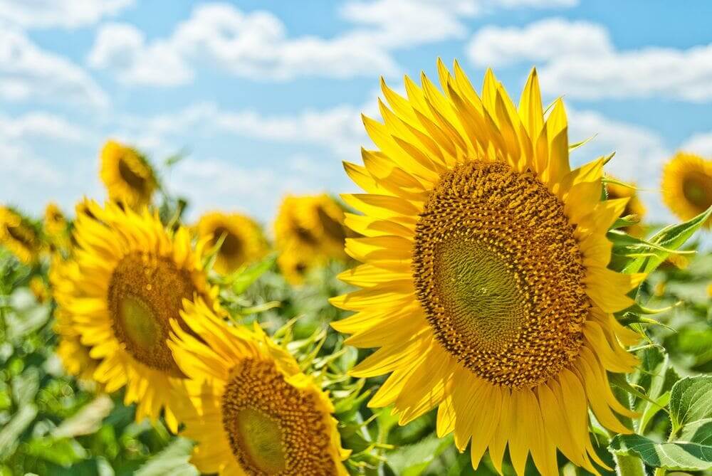 7 maneras de celebrar Litha el Solsticio de Verano